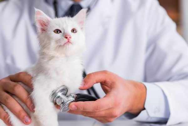 Cara mengobati kucing sakit