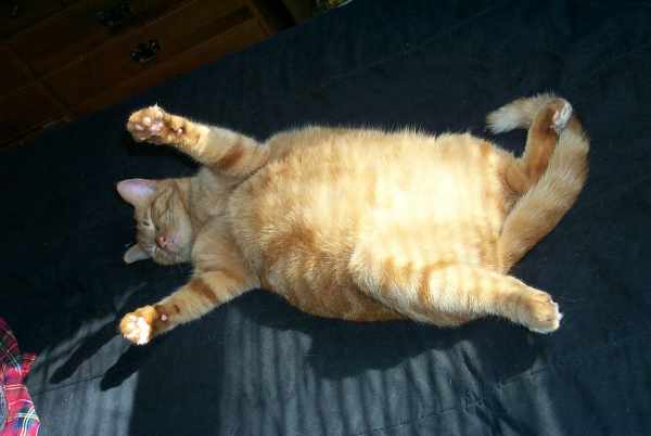 Ciri ciri kucing hamil muda atau palsu
