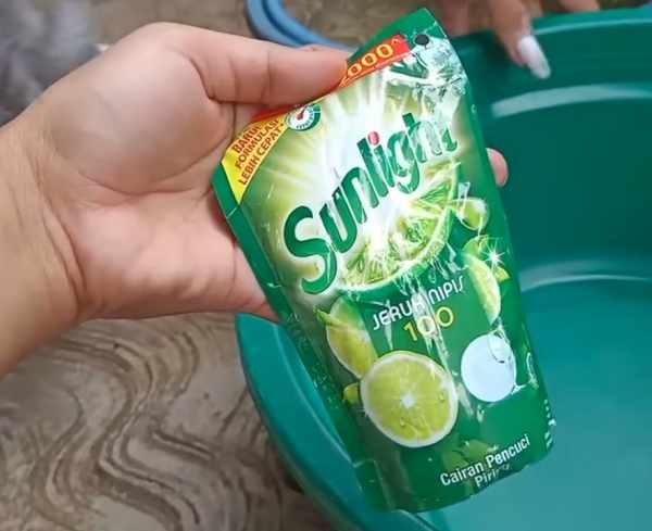 Menghilangkan kutu kucing dengan sunlight
