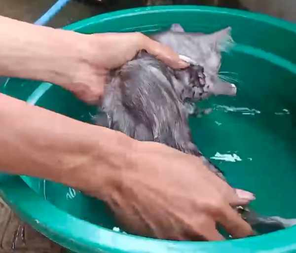 Penyebab munculnya kutu pada kucing