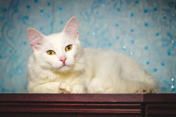 Perbedaan kucing anggora dan persia