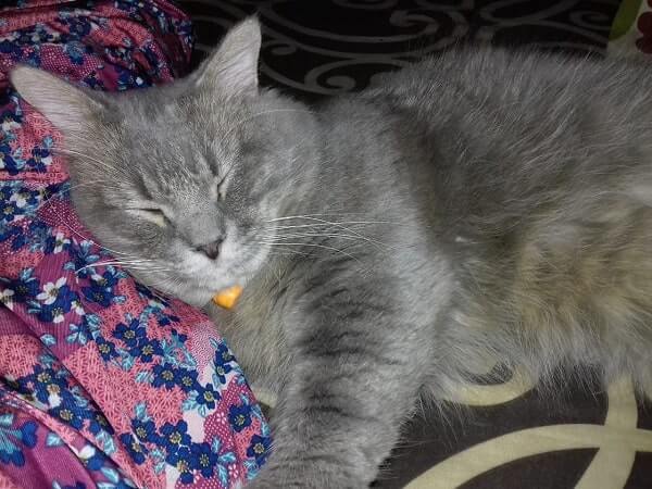 Arti mimpi digigit kucing