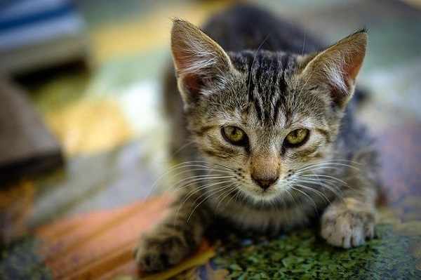 Cara mengetahui umur kucing