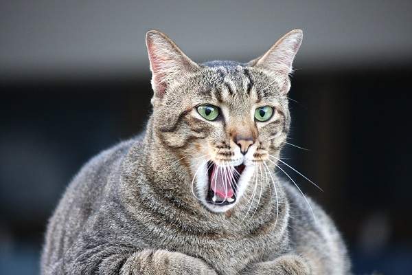 Cara menggemukkan kucing