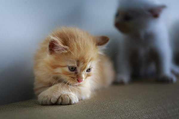 Cara mengobati kucing flu