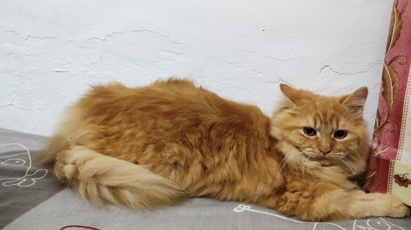 Cara menguburkan kucing