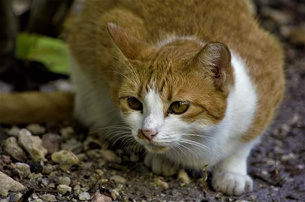 Cara menjinakkan kucing