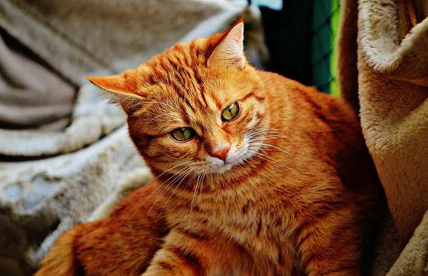 Cara merawat kucing