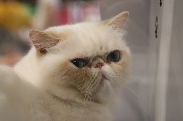 Ciri-ciri kucing persia