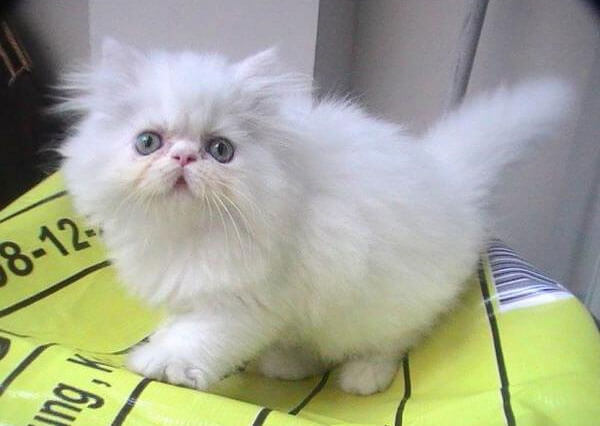 Ciri kucing persia flatnose