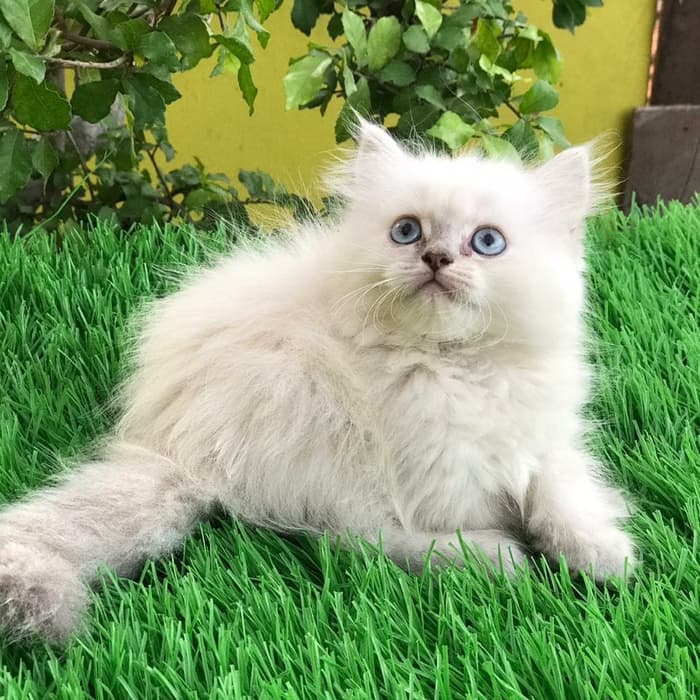 Ciri kucing persia himalaya