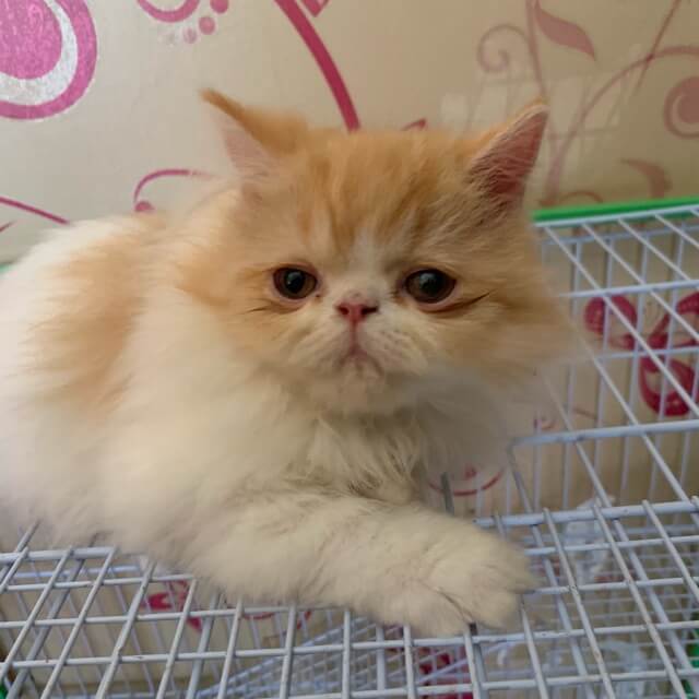 Ciri kucing persia peaknose