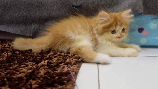 Harga anak kucing persia flatnose