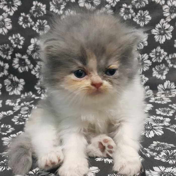 Harga anak kucing persia himalaya