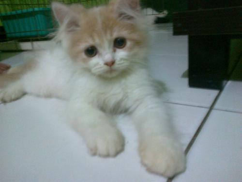 Harga anak kucing persia medium