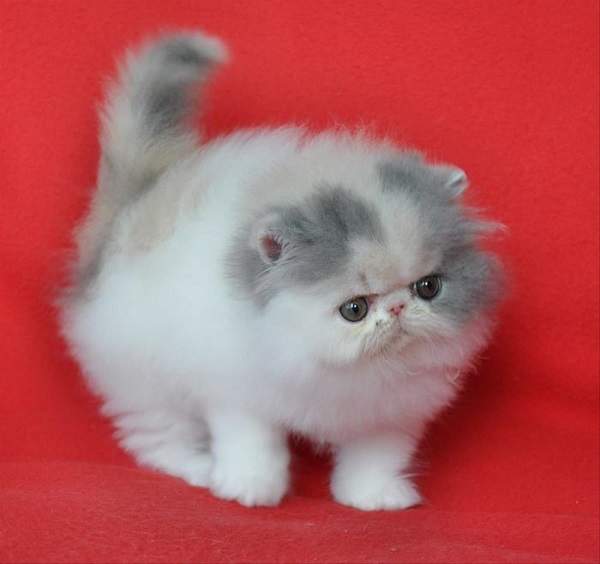 Harga anak kucing persia peaknose