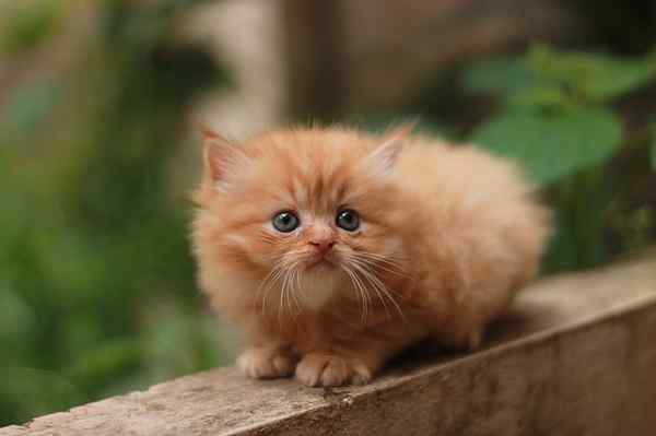 Harga anak kucing persia