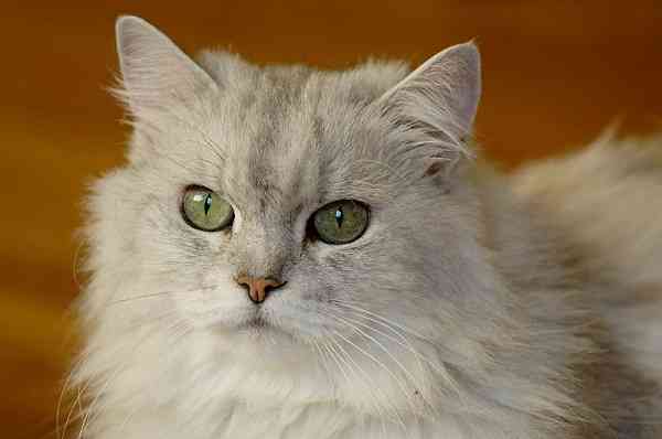 Jenis-jenis kucing persia