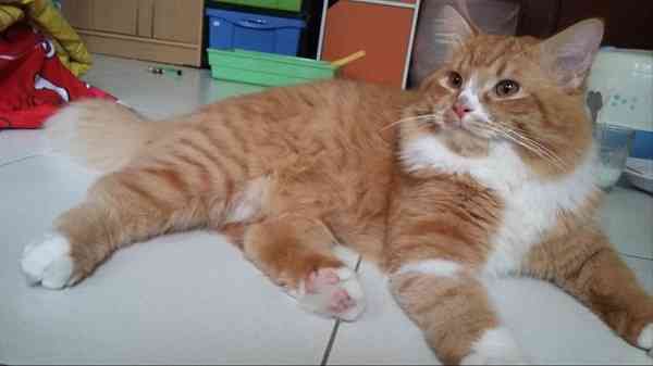 Jenis kucing persia medium