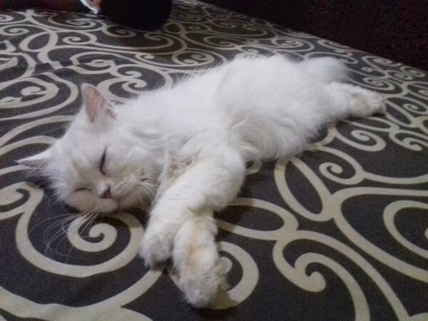 Penyebab dan cara mengatasi bulu kucing rontok