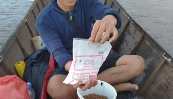 Cara membuat umpan ikan patin