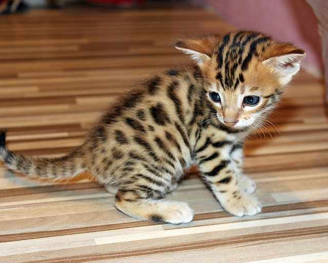 Cara merawat kucing bengal
