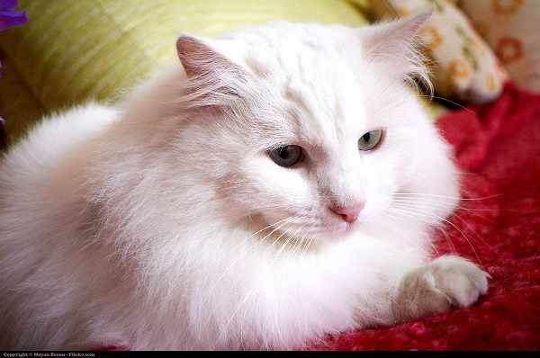 Ciri-ciri kucing anggora