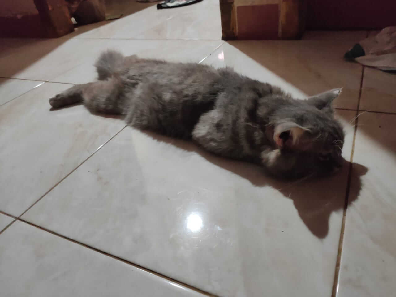 Ciri-ciri kucing rabies