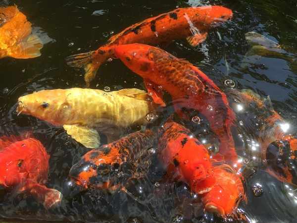 Harga ikan koi besar, kecil, lokal, import