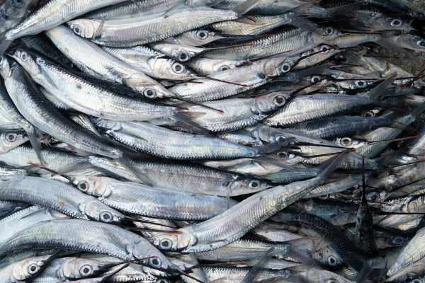 Harga ikan tenggiri hari ini