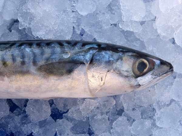 Harga ikan tenggiri