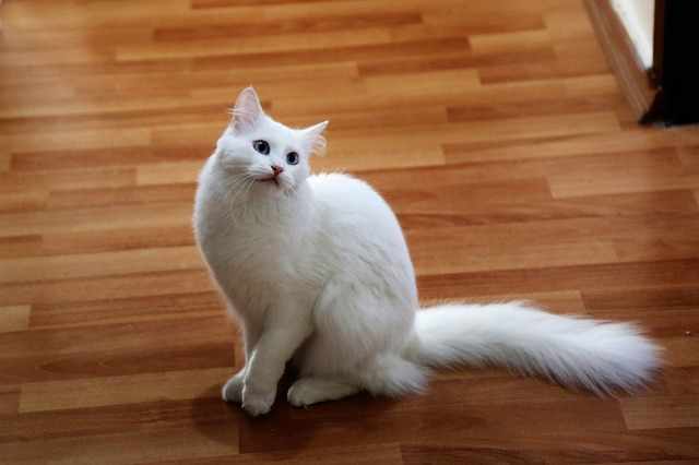 Harga kucing anggora