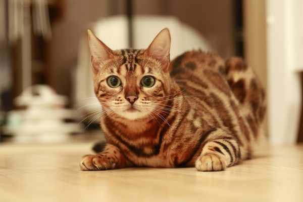 Harga kucing bengal