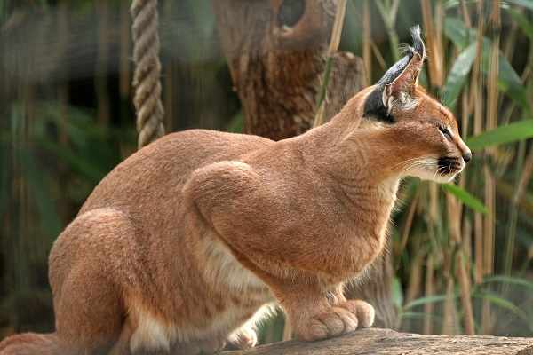 Harga kucing caracal dewasa dan anakan
