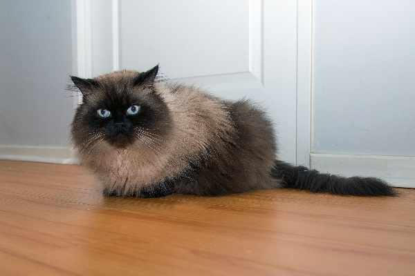 Harga kucing persia himalaya terbaru