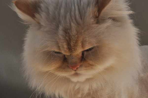 Harga kucing persia himalaya