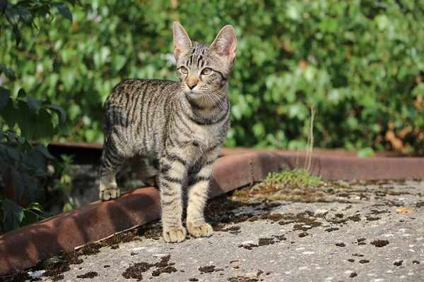 Harga kucing hutan semua jenis terbaru