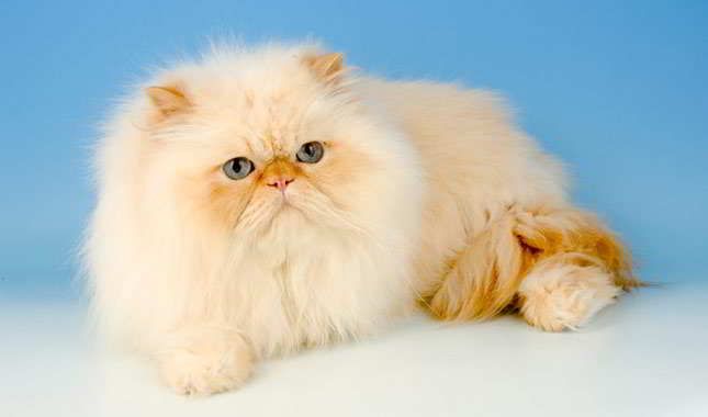 Harga kucing persia flatnose