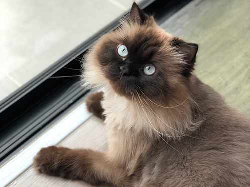 Harga kucing persia himalaya