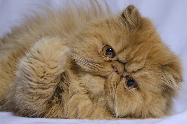 Harga kucing persia peaknose terbaru