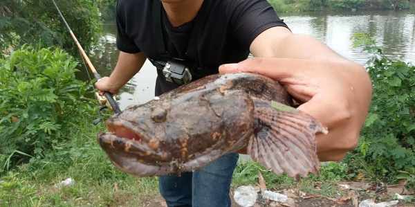 Ikan kerapu air tawar