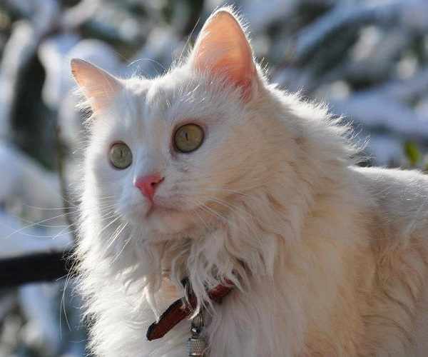 Kucing anggora asli