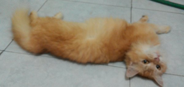 Kucing persia medium
