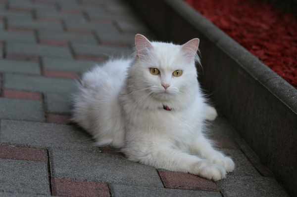 Makanan kucing anggora