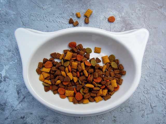 Makanan kucing bengal