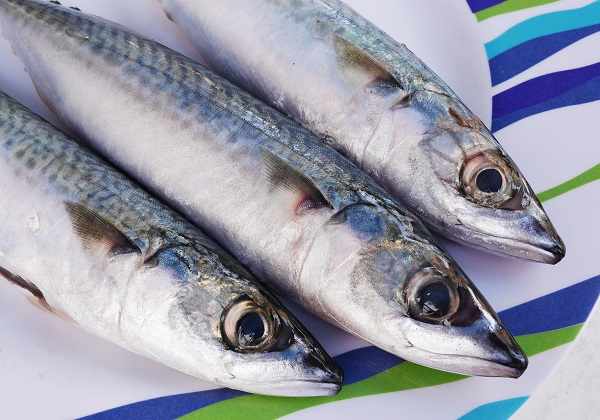 Manfaat ikan tenggiri