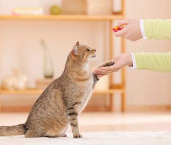 Melatih kucing bersalaman
