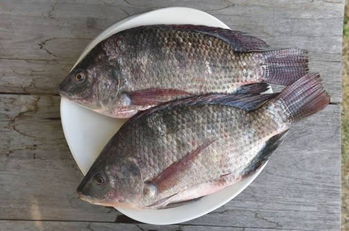 Umpan ikan mujair yang ampuh