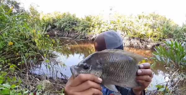 Umpan ikan nila babon