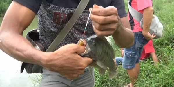 Umpan ikan nila liar